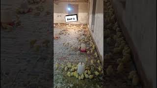 DAY 2 poultryfarming chicks ytshorts shortvideo murgipalan [upl. by Kovacs]