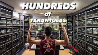 HOW can I keep up with HUNDREDS and HUNDREDS of TARANTULAS [upl. by Alysia549]