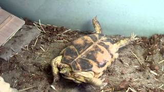 What to do when your tortoise falls on its back [upl. by O'Malley975]