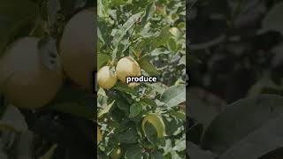 Lemon Tree Facts 500 Lemons a Year facts foodfacts lemon lemonade [upl. by Einna]