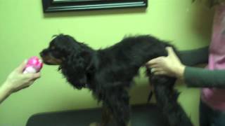 Animal Chiropractic and Episodic Falling Syndrome [upl. by Conlee]