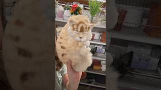 Goodwill Taxidermy Cat thriftstorefinds [upl. by Edythe886]