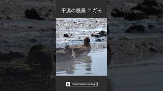 干潟の風景 コガモ Eurasian Teal 野鳥 干潟 可愛い もふもふ 自然 Wild birds shorts [upl. by Imelida486]