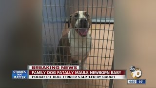 Family dog mauls newborn baby to death [upl. by Pedrick779]