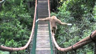 Gibbon on the Monkeyland bridge [upl. by Laerol243]