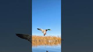 Mallard Drake Decoying Close duckhunting [upl. by Nedroj]