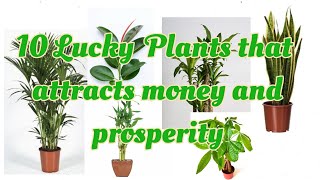 10 LUCKY PLANTS THAT ATTRACTS MONEY AND PROSPERITY  LUCKY PLANT FOR HOME AND BUSINESS luckyplant [upl. by Assirrac]