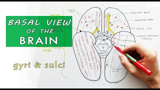 Inferior surface of the brain  Lobes Gyri Sulci  Neuroanatomy [upl. by Rudy]