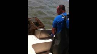 CAJUN BLUE CRAB LAKE PONTCHARTRAIN [upl. by Adnalra]