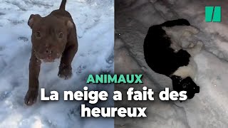 La neige a rendu fous les animaux de compagnie et c’est adorable [upl. by Nica62]