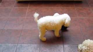 Caniche Toy Super divertidos [upl. by Rollecnahc]