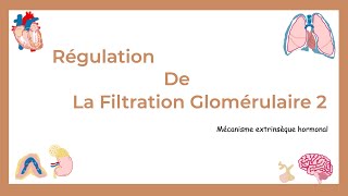 La Régulation De La Filtration Glomérulaire Partie II  Mécanismes Hormonaux Extrinsèques [upl. by Gerstner491]