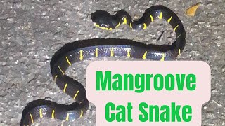 Mangrove cat snake  Singapore [upl. by Fesoj911]