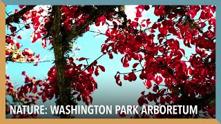 Nature Washington Park Arboretum  VOA Connect [upl. by Niarda737]