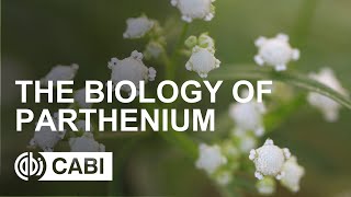 The biology of Parthenium [upl. by Friedberg]