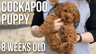 Our Cockapoo Puppy  8 Weeks Old [upl. by Narej]