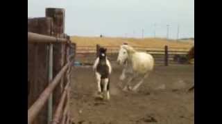 Horses Running and Playing in an Arena [upl. by Tripp]