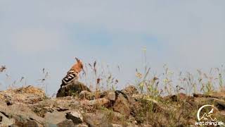 Upupa epops dudok chochlatý  Eurasian hoopoe [upl. by Hinkle]