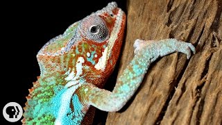 Natures Mood Rings How Chameleons Really Change Color  Deep Look [upl. by Kacey]