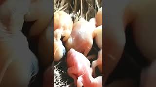 CloseUp Footage of Birds Nesting and Feeding [upl. by Socram872]