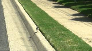 Baby quotkilldeerquot bird trying to jump a curb [upl. by Tarr275]