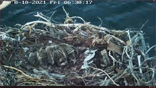 PortLincoln Osprey Live Stream Oct 2021 [upl. by Aiuqenehs]