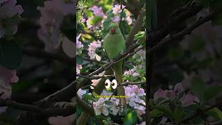 Did you Know that London is full of Parrots🦜 How Parakeets Started to Call the UK their Home 🇬🇧 [upl. by Cima]