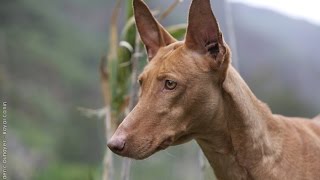 Podenco Canario  Raza de Perro [upl. by Geibel350]