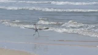 reddish egret dancing [upl. by Nive695]