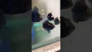 Black Pearl Sivoram trending sale fish music monsterfish aquarium goldfish fishing jaleswar [upl. by Jobie]