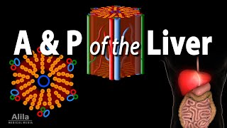 Anatomy and Physiology of the Liver Animation [upl. by Virginie]