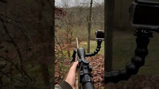 Listen to These coyotes hunting outdoors shorts subscribe [upl. by Akihsay]