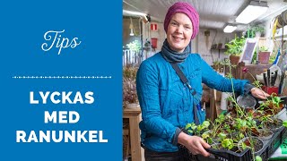 Tips för att lyckas med ranunkel från knölar [upl. by Rhianon248]