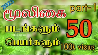 மூலிகை படங்களும் அதன் பெயர்களும்2023medicinal plants tamil name listmalli mooligai [upl. by Broeder757]