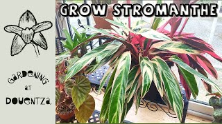 How to Grow Stromanthe Triostar  Quick amp Easy Guide [upl. by Tzong765]