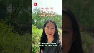 Why do Chinese people love the winter jasmine [upl. by Baron]