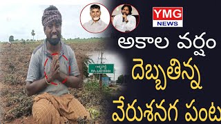 రైతు బాధను చూడండివర్షానికి దెబ్బతిన్న వేరుశనగ పంట  Heavy Rains  Ralladoddi village YMG News [upl. by Harriman]