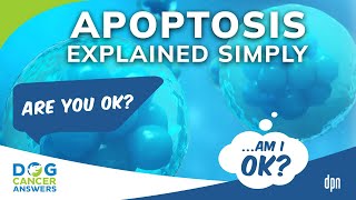 Apoptosis Explained Simply and Why It Matters in Dog Cancer  Amanda Kin MS [upl. by Akital]