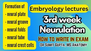 Neurulation  Formation of neural tube  General embryology [upl. by Udela]