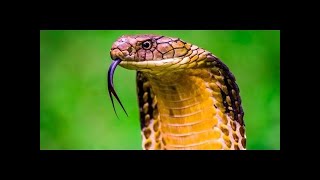 Documentario italiano Il fascino dei SERPENTI documentario animali 2016 [upl. by Stephana]