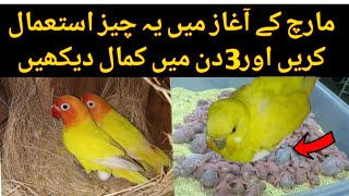 Birds breeding formula  budgies parrots natural breeding formula  Best breeding formula [upl. by Iatnwahs384]