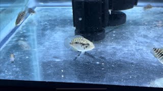 Parachromis Multifasciatus Cichlid One Of My Favorite Central American Cichlids [upl. by Assetnoc]