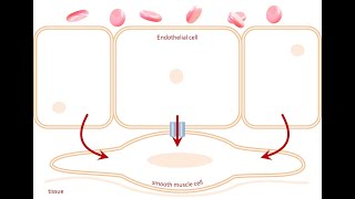 Endotheliumdependent regulation of vascular tone Effect of endothelium on vascular smooth muscle [upl. by Quenna]