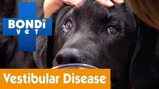 How To Treat Your Dog From Vestibular Disease  Pet Health [upl. by Gabriell]