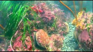 Abalone diving by Dan Silveiradv [upl. by Ingram22]