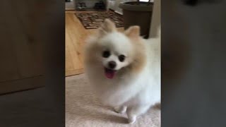 Pomeranian barking sounds loudly short [upl. by Rockey]