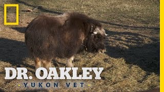 A Temperamental Baby Muskox  Dr Oakley Yukon Vet [upl. by Ytirehc]