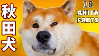 AKITA INU  10 Facts About My Japanese Akita Dog  秋田犬 [upl. by Deron]