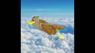 Why do birds fly against the windows animationdigitalart meme birds [upl. by Ogdan]