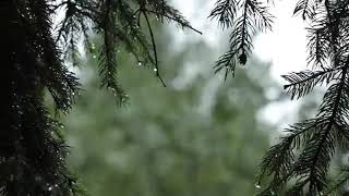 Relaxing Sound of Rain and Wind in Forest 1 Hour  Rain Drops Falling From Trees with Wind [upl. by Eecyal]